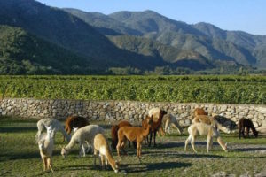 Tour-Na-Vinícola-Emiliana